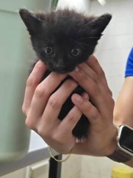 Avery -  Domestic Short Hair Cat for Adoption in Gainesville, Florida - Avery | PetCurious