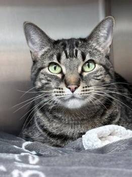 Domestic Short Hair Cats Available for Adoption in Orland Hills, Illinois - Fern | PetCurious