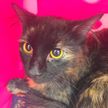 Marissa -  Domestic Long Hair Cat for Adoption in Oshkosh, Wisconsin - Marissa | PetCurious