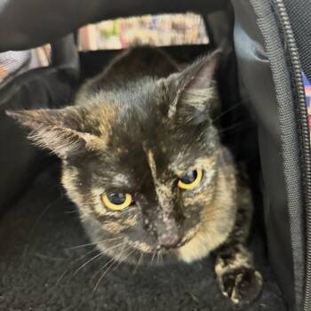 Poppy -  Domestic Short Hair Cat for Adoption in Midland, Texas - Poppy | PetCurious