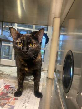 Sheba A220625 -  Tortoiseshell Cat for Adoption in Plano, Texas - Sheba A220625 | PetCurious
