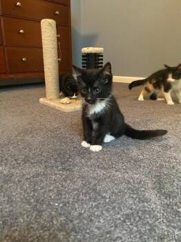 Oliver & Co.: Tito -  Domestic Short Hair Cat Available for Adoption - Oliver & Co.: Tito | PetCurious