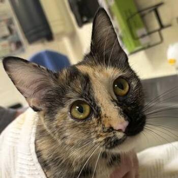 Teegee -  Domestic Short Hair Cat for Adoption in Asheville, North Carolina - Teegee | PetCurious