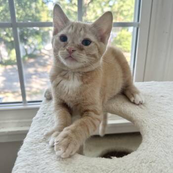 Goron -  Domestic Short Hair Cat for Adoption in Richmond, Virginia - Goron | PetCurious