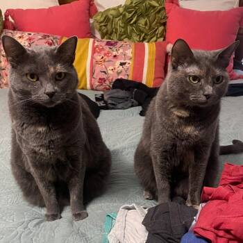 Domestic Short Hair Cats Available for Adoption in Huntsville, Alabama - Sadie | PetCurious