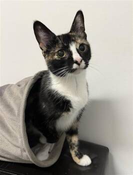 Sabrina -  Domestic Short Hair Cat for Adoption in Georgina, Ontario - Sabrina | PetCurious