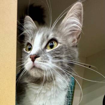 Domestic Medium Hair Cats Available for Adoption - Little Bit | PetCurious