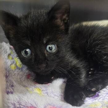Soot -  Domestic Short Hair Cat for Adoption in Donalsonville, Georgia - Soot | PetCurious