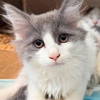 Bailey -  Domestic Medium Hair Cat for Adoption in Shinnston, West Virginia - Bailey | PetCurious