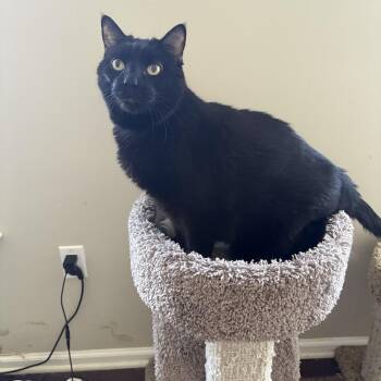 Vader (m) & Leia (f) (bonded siblings) -  Domestic Short Hair Cat for Adoption in Warrington, Pennsylvania - Vader (m) & Leia (f) (bonded Siblings) | PetCurious