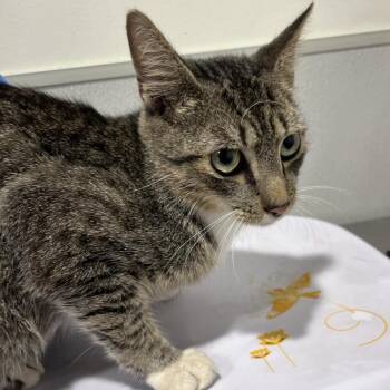 Frankie -  Domestic Short Hair Cat for Adoption in Tampa, Florida - Frankie | PetCurious