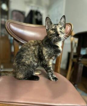 Domestic Short Hair Cats Available for Adoption in Groveland, Massachusetts - Pigeon | PetCurious