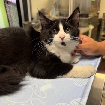 Black Mold -  Domestic Medium Hair Cat for Adoption in Waynesville, North Carolina - Black Mold | PetCurious