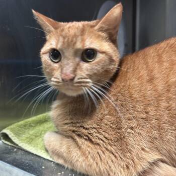 Domestic Short Hair Cats Available for Adoption - Foxy | PetCurious