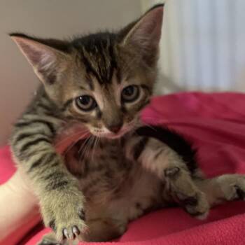 Domestic Short Hair Cats Available for Adoption - Jody | PetCurious