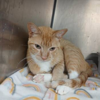 TED 4-033 -  Domestic Short Hair Cat for Adoption in Starkville, Mississippi - TED 4-033 | PetCurious