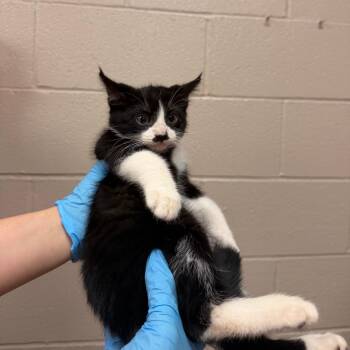 Reinhard -  American Shorthair Cat for Adoption in Birmingham, Alabama - Reinhard | PetCurious
