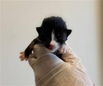 MS. DAISY -  Domestic Short Hair Cat for Adoption in Riverside, California - MS. DAISY | PetCurious