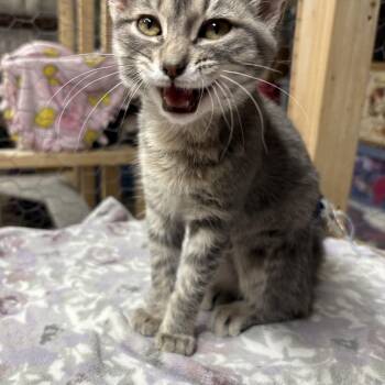 Domestic Short Hair Cats Available for Adoption - Lovey | PetCurious