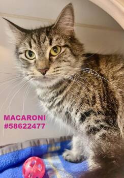 Rescue Tabby Cats for Adoption in Wilkes-barre, Pennsylvania - Macaroni | PetCurious