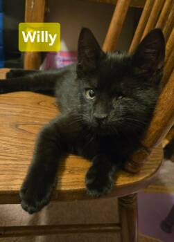 Domestic Short Hair Cats Available for Adoption in Coatesville, Pennsylvania - Willy | PetCurious