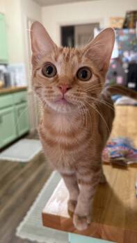 Peaches -  Domestic Short Hair Cat for Adoption in Noble, Oklahoma - Peaches | PetCurious