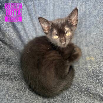 Spaghetti -  Domestic Short Hair Cat for Adoption in Vancouver, British Columbia - Spaghetti | PetCurious