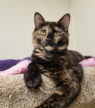 Domestic Short Hair Cats Available for Adoption in Lodi, California - Truffle | PetCurious