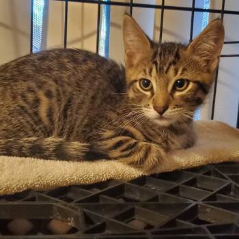 Domestic Short Hair Cats Available for Adoption in Scottsdale, Arizona - Franklin | PetCurious