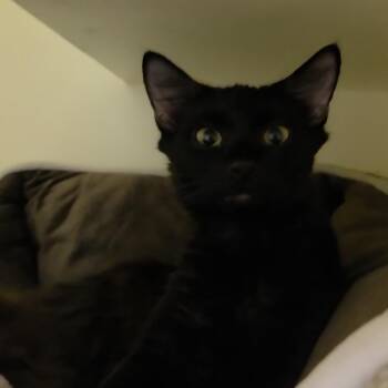 Eucalyptus -  Domestic Short Hair Cat for Adoption in Charleston, South Carolina - Eucalyptus | PetCurious
