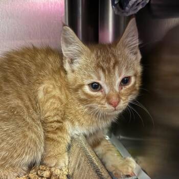 Sleeping Bag -  Domestic Short Hair Cat Available for Adoption in Charlottesville, Virginia - Sleeping Bag | PetCurious