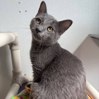Rescue Domestic Short Hair Cats for Adoption in Brevard, North Carolina - Ledger | PetCurious