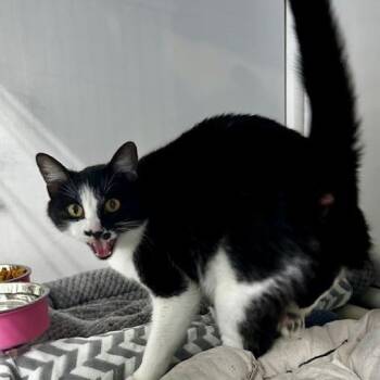 Whiskers -  American Shorthair Cat Available for Adoption in Poplar Bluff, Missouri - Whiskers | PetCurious