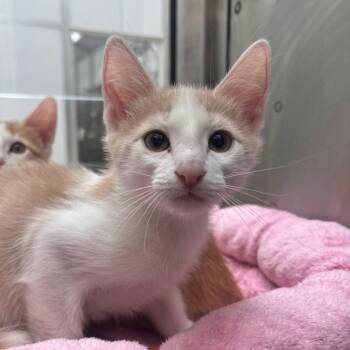 Spider -  Domestic Short Hair Cat for Adoption in Corpus Christi, Texas - Spider | PetCurious