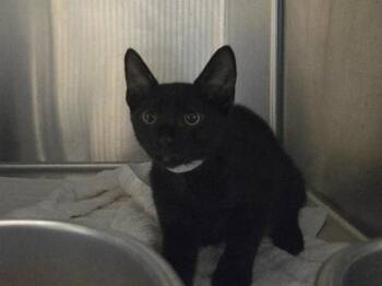 PADDY -  Domestic Short Hair Cat for Adoption in Martinez, California - PADDY | PetCurious