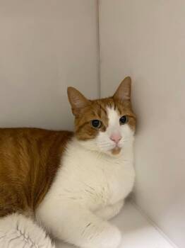 Frosty -  Domestic Short Hair Cat for Adoption in Delson, Quebec - Frosty | PetCurious