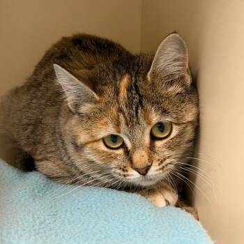 Tuna -  Domestic Short Hair Cat for Adoption in Cody, Wyoming - Tuna | PetCurious