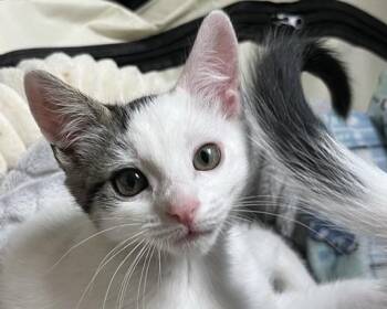 Beignet -  Domestic Short Hair Cat for Adoption in San Francisco, California - Beignet | PetCurious