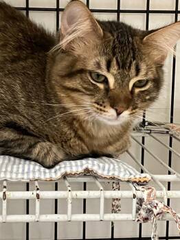 Rogue -  Domestic Short Hair Cat for Adoption in Lunenburg, Massachusetts - Rogue | PetCurious