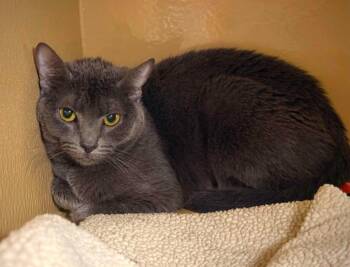 Peanut 2 -  Domestic Short Hair Cat for Adoption in Burnaby, British Columbia - Peanut 2 | PetCurious