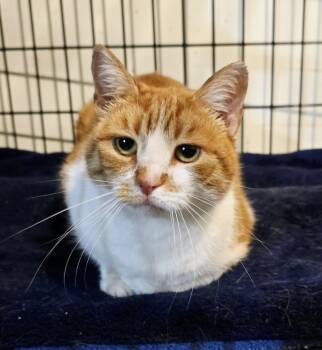 Rescue Domestic Short Hair Cats for Adoption in Rossville, Maryland - Robin | PetCurious