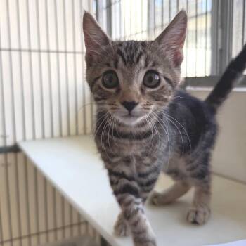Cinnamon Roll -  Domestic Short Hair Cat for Adoption in Goleta, California - Cinnamon Roll | PetCurious