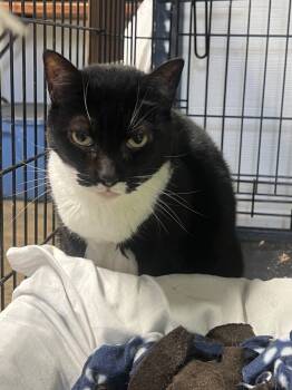 Rescue Domestic Short Hair Cats for Adoption in Windsor, Connecticut - 124-Razzle | PetCurious