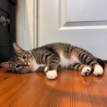 Figgy -  Domestic Short Hair Cat for Adoption in Gibsonia, Pennsylvania - Figgy | PetCurious