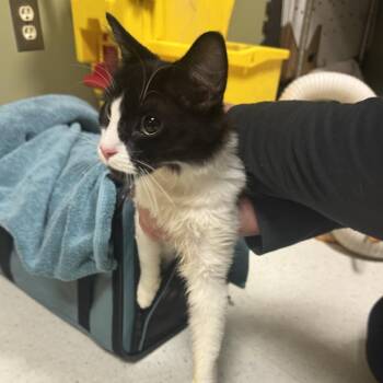 Acela -  Domestic Medium Hair Cat for Adoption in Baltimore, Maryland - Acela | PetCurious