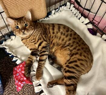 Bengal Cats Available for Adoption - Rocco | PetCurious