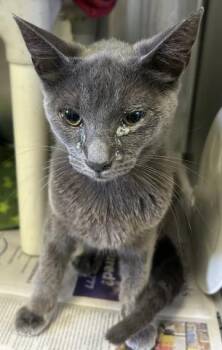 Domestic Short Hair Cats Available for Adoption in Pensacola, Florida - ADELINE | PetCurious
