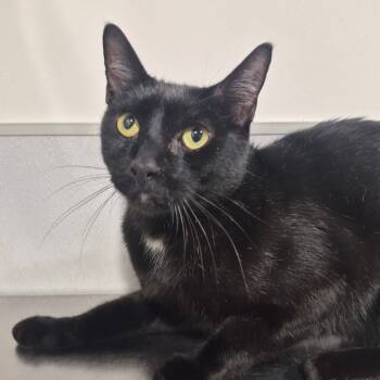 Rescue Domestic Short Hair Cats for Adoption in Tampa, Florida - Carver | PetCurious