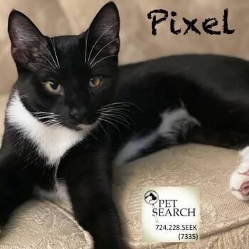 Rescue Domestic Short Hair Cats for Adoption in Washington, Pennsylvania - Pixel | PetCurious
