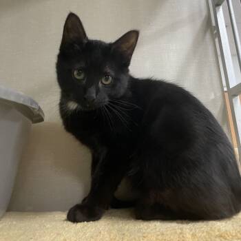 Rescue Domestic Short Hair Cats for Adoption in Dickinson, Texas - Cody | PetCurious